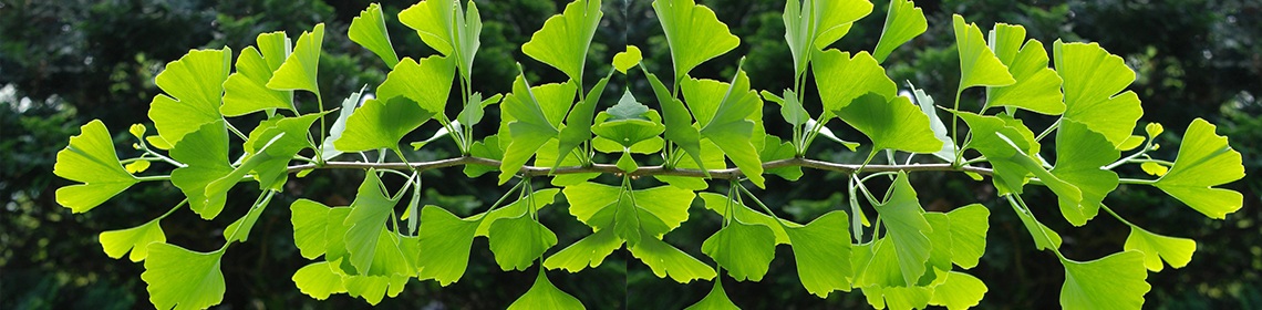 GINKO BILOBA