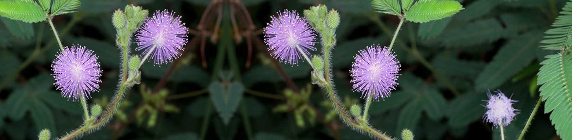 MIMOSA PUDICA – THE SENSITIVE PLANT