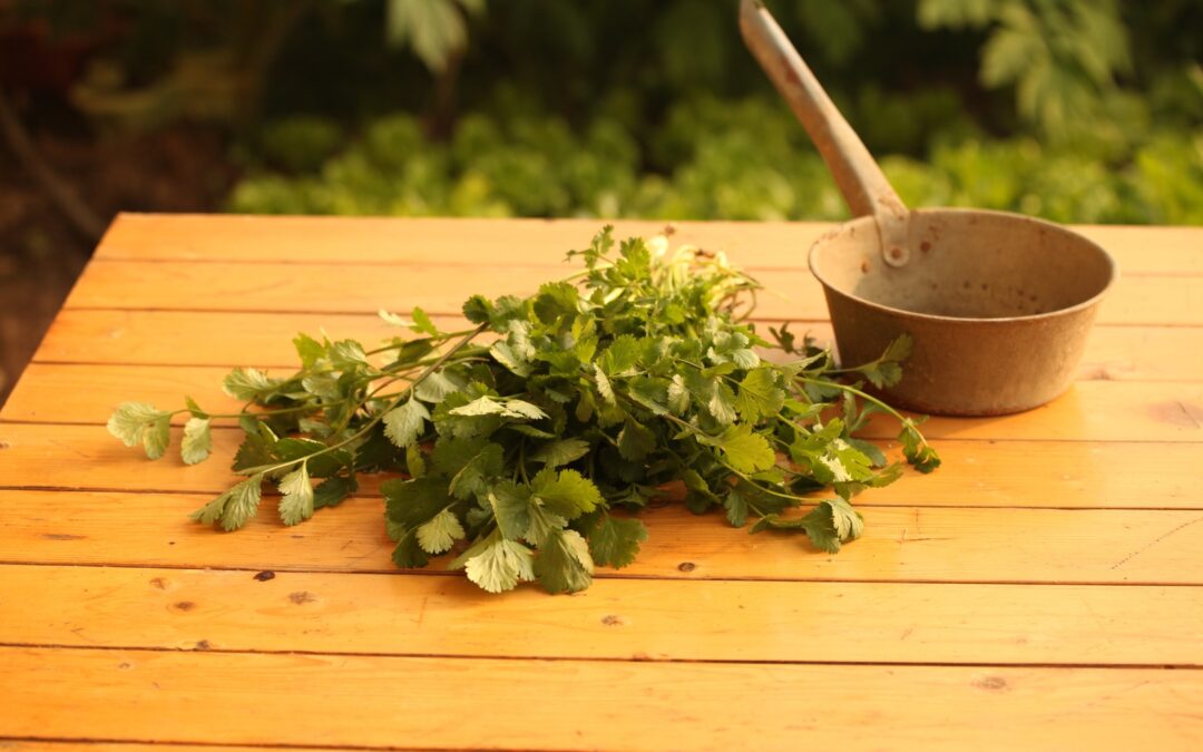 Cilantro Chutney