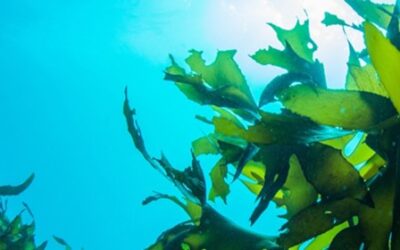 CAN SEAWEED CURE ENDOMETRIOSIS AND BREAST CANCER?
